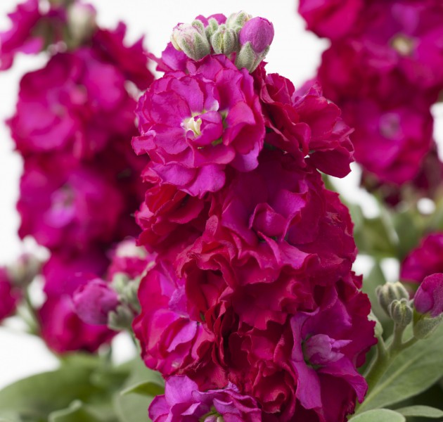 Matthiola Baby Red