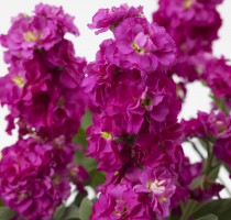 Matthiola Baby Rose