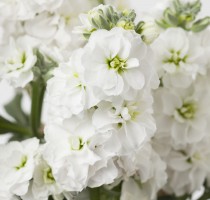 Matthiola Baby White