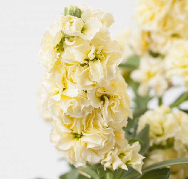 Matthiola Baby Yellow