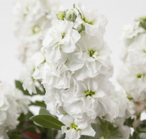 Matthiola (Stock) Baby High Double White