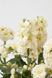 Matthiola (Stock) Baby High Duble Cream