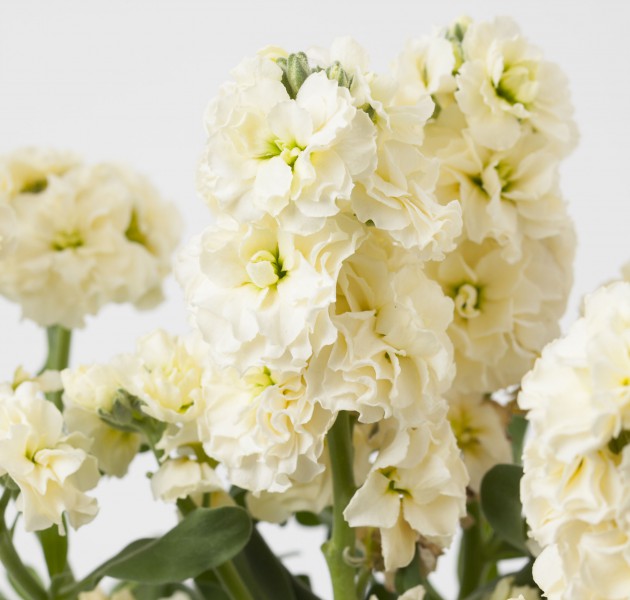 Matthiola (Stock) Baby High Duble Cream