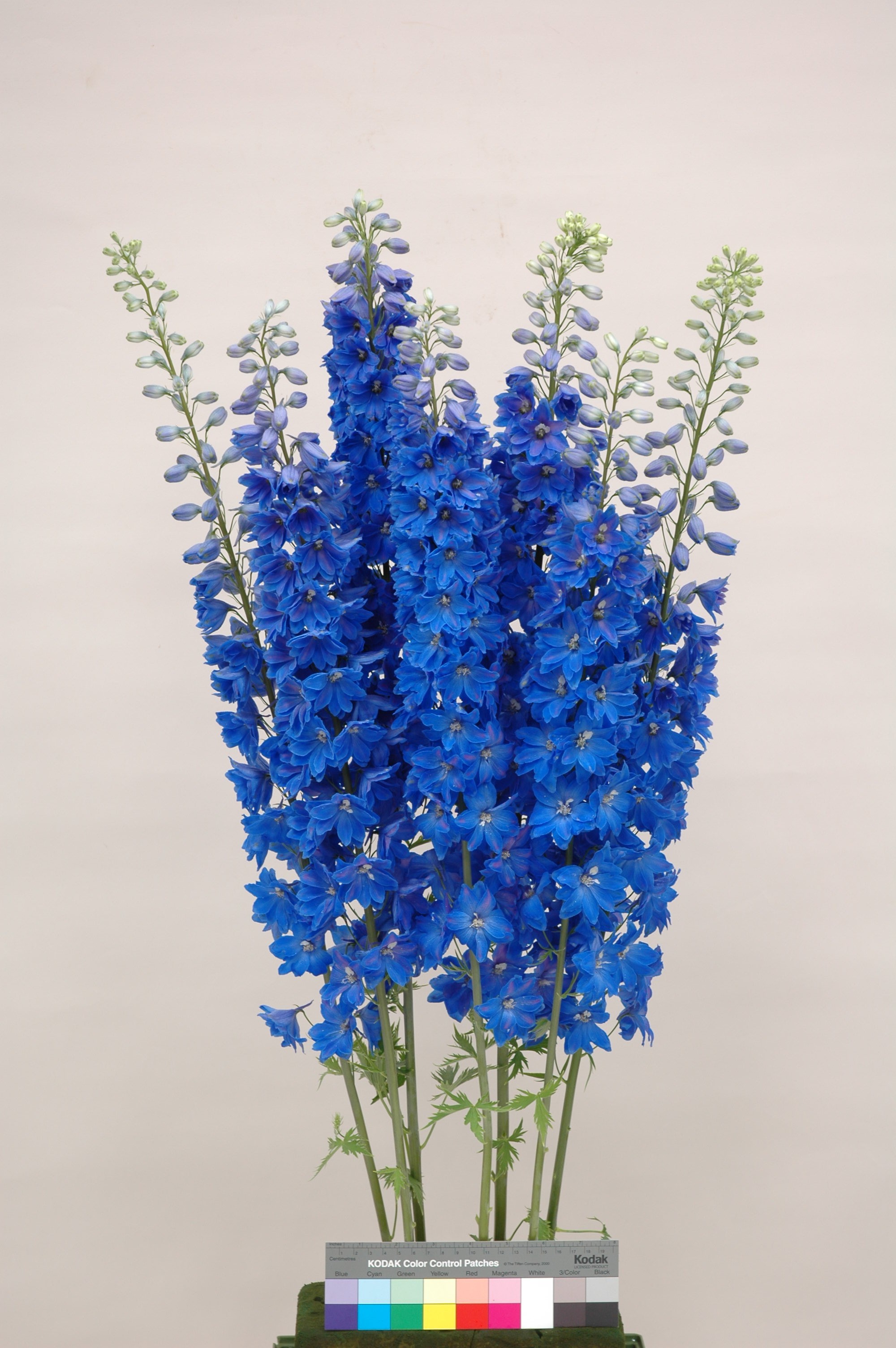 Delphinium F1 Triton Dark Blue MIYOSHi&CO.,LTD.
