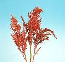 Amaranthus cruentus Hot Biscuit