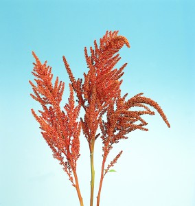 Amaranthus cruentus Hot Biscuit