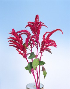 Amaranthus cruentus Hot Chili