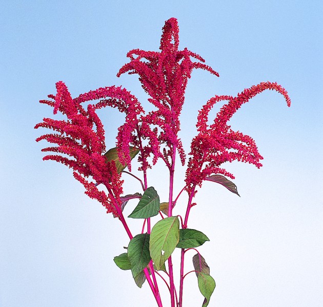 Amaranthus cruentus Hot Chili