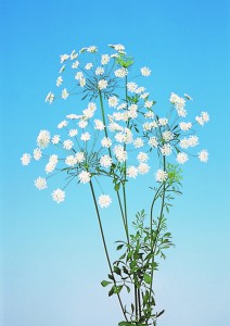 Ammi majus (White Lace Flower)