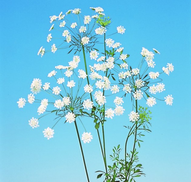 Ammi majus (White Lace Flower)