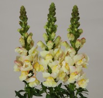 Antirrhinum majus F1 Bridal Light Yellow