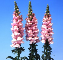 Antirrhinum majus F1 Bridal Pink