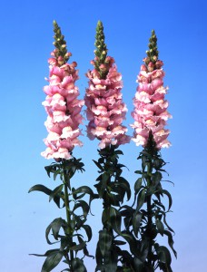 Antirrhinum majus F1 Bridal Pink