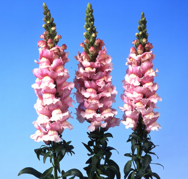 Antirrhinum majus F1 Bridal Pink