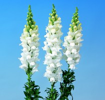 Antirrhinum majus F1 Bridal White