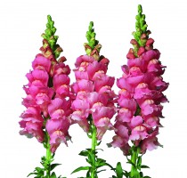 Antirrhinum majus F1 Fair Deep Pink