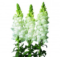 Antirrhinum majus F1 Fair Pure White No.2