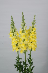 Antirrhinum majus F1 Fair Yellow