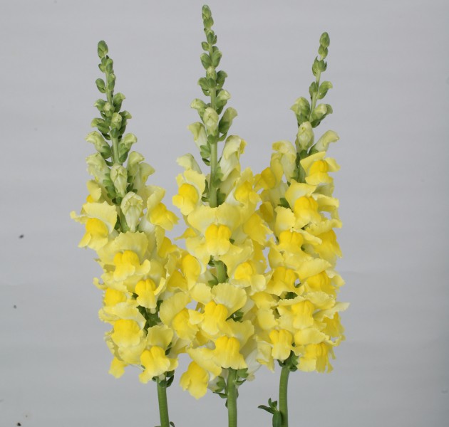 Antirrhinum majus F1 Fair Yellow