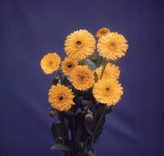 Calendula offcinalis Nakayasu