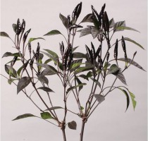 Capsicum annuum Black Ace