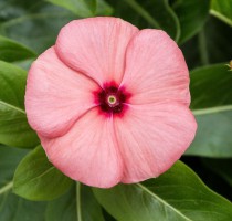 Catharanthus Cocktailina F1 Red Eye