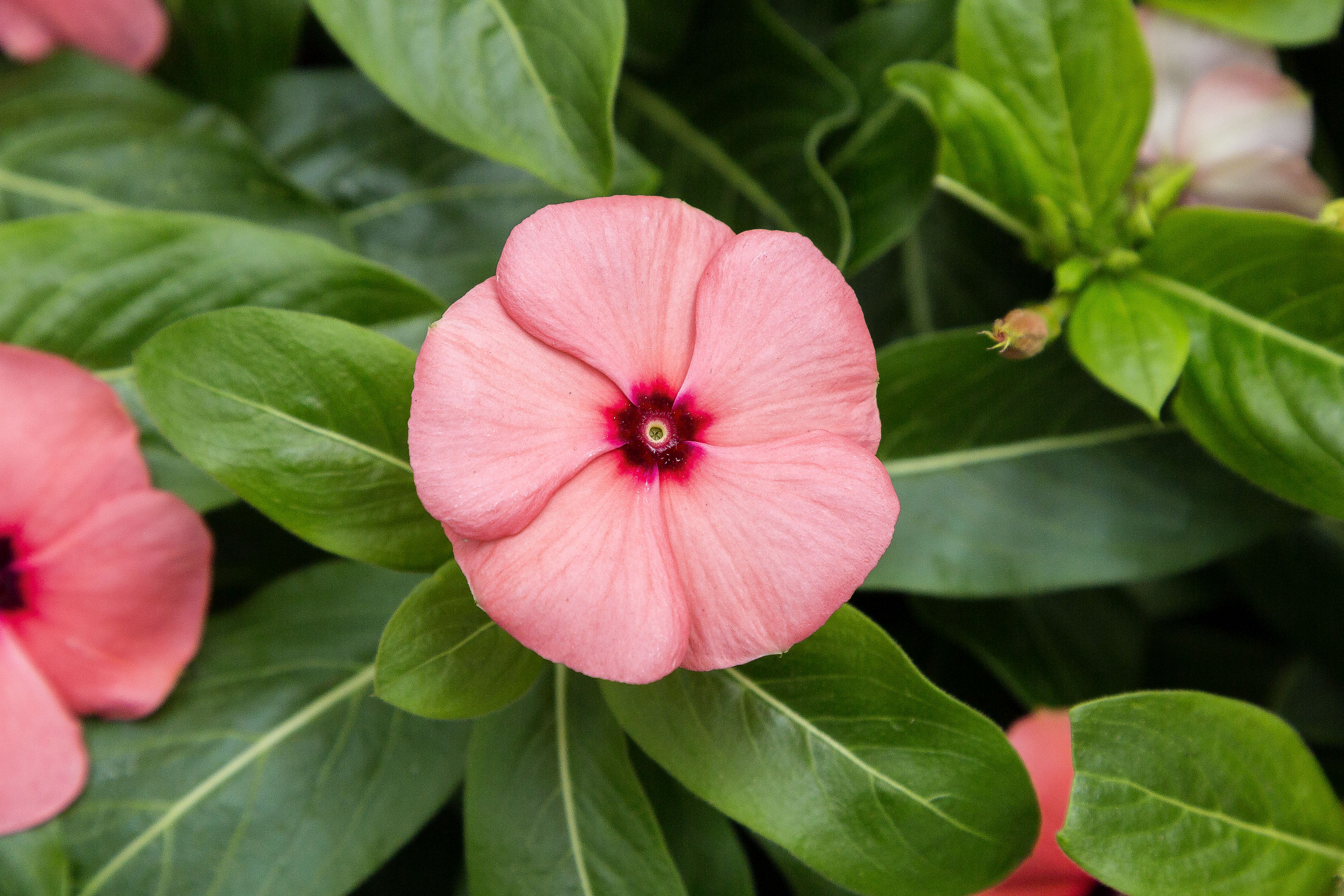 Catharanthus Cocktailina F1 Red Eye MIYOSHi CO LTD Catharanthus Cocktailina F1 Red Eye MIYOSHi CO LTD