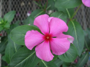Catharanthus F1 Merry Go Round Grape
