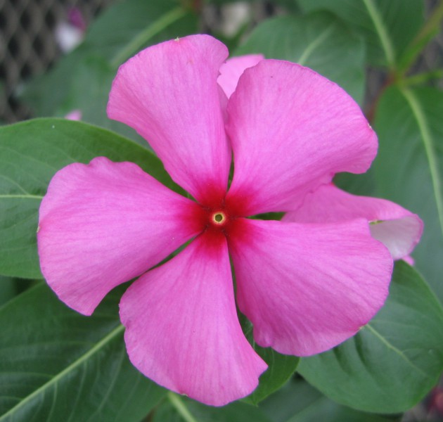 Catharanthus F1 Merry Go Round Grape