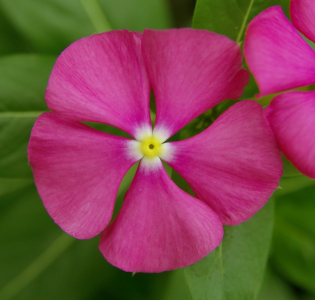 Catharanthus F1 Merry Go Round Lilac