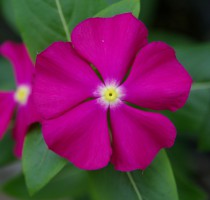 Catharanthus F1 Merry Go Round Purple