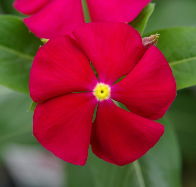 Catharanthus F1 Merry Go Round Red