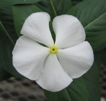 Catharanthus F1 Merry Go Round White