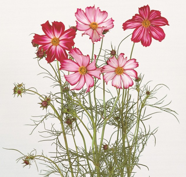 Cosmos Picotte