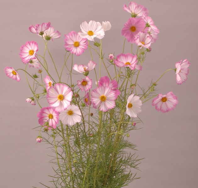 Cosmos Pink Picotee