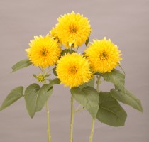 Helianthus annuus Lemonade