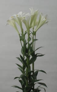 Lilium formolongo F1 Azusa No.1