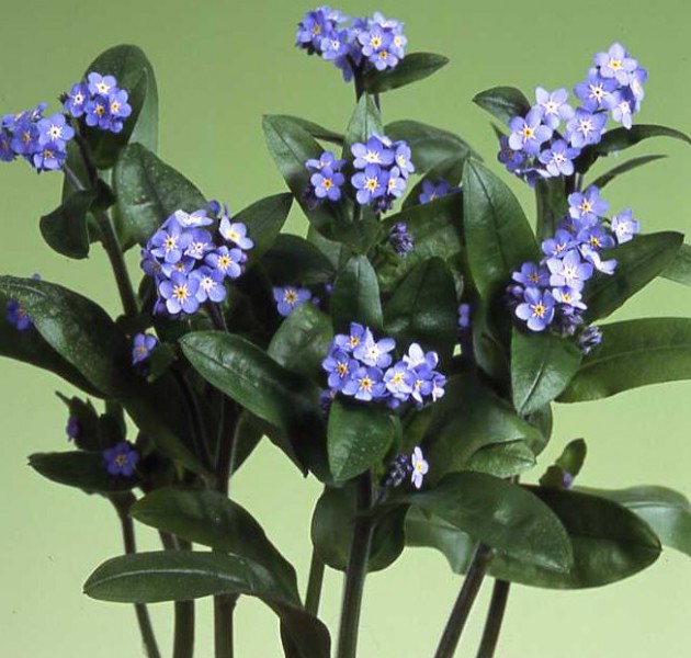 Myosotis Nano Blue