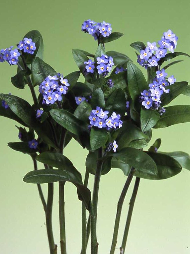 Myosotis Nano Blue | MIYOSHi&CO.,LTD.