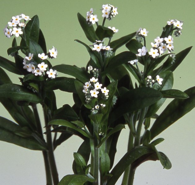 Myosotis Nano White