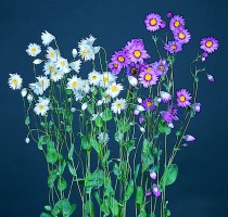 Rhodanthe manglesii Maculata Rose