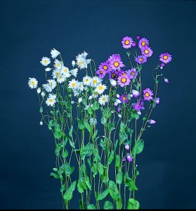 Rhodanthe manglesii Maculata Rose