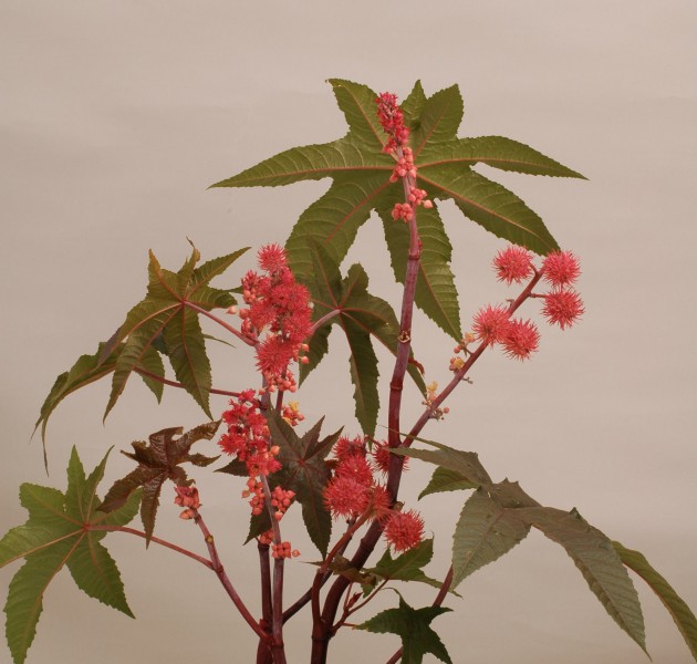 Ricinus communis Mizuma