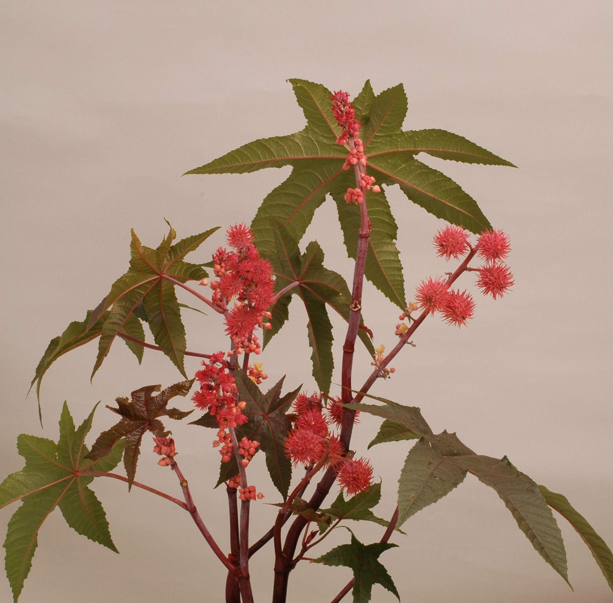 玄関先迄納品 Mizuma | MIYOSHi&CO.,LTD. その他観葉植物