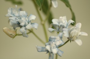 Tweedia Blue Double
