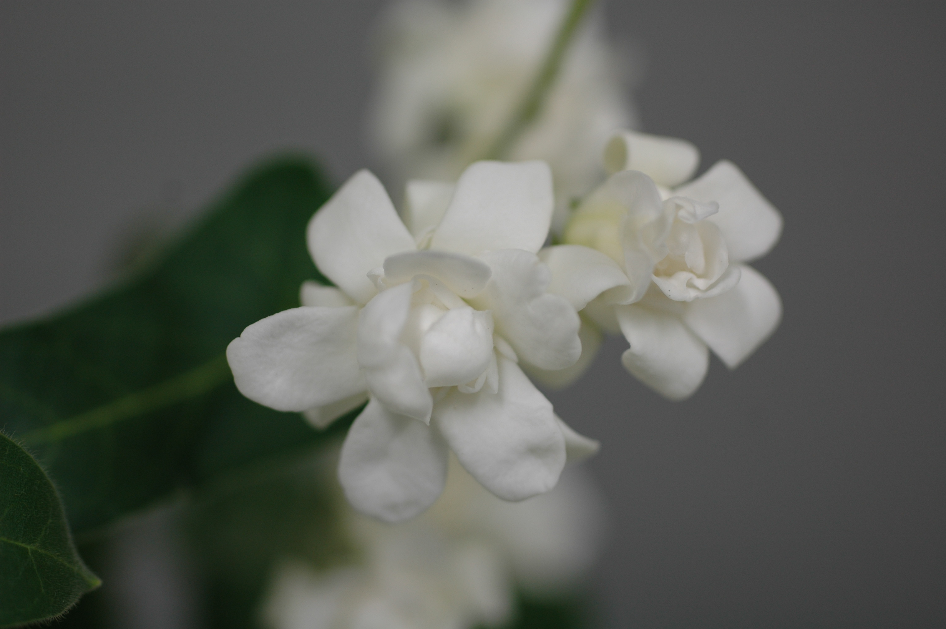 Tweedia Pint White Double MIYOSHi&CO.,LTD.