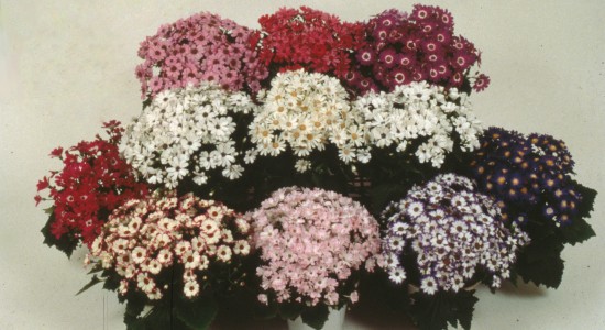 Cineraria