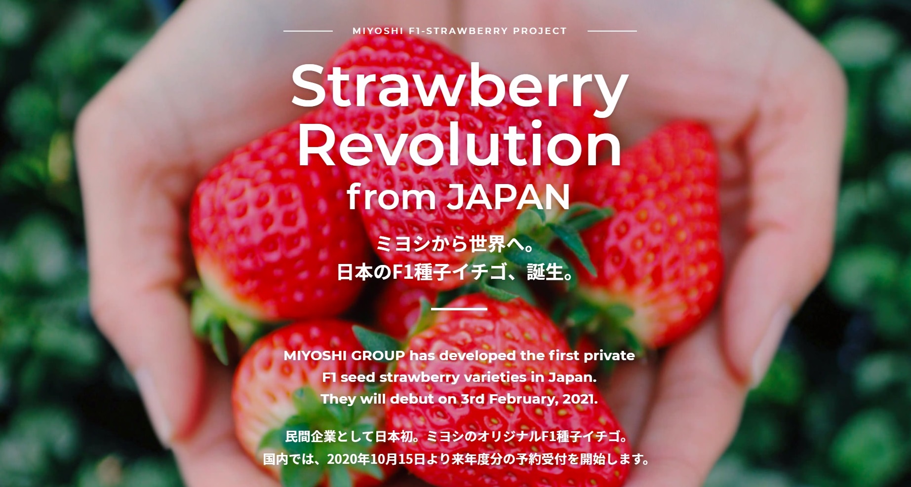日本初 民間企業オリジナルのf1種子イチゴを販売 株式会社ミヨシ
